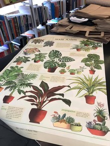 Poster Cavallini House Plants 